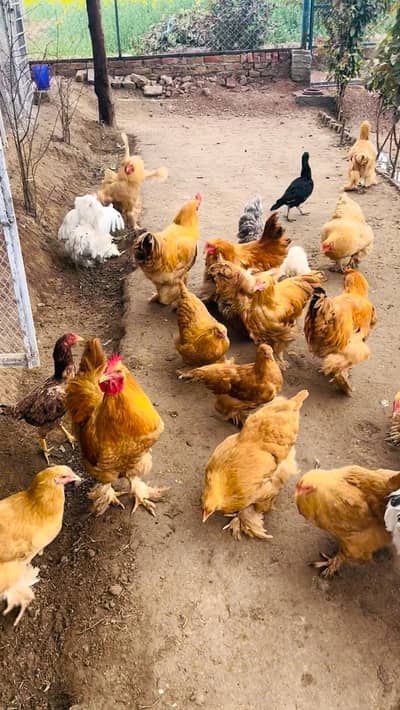 golden buff white buff