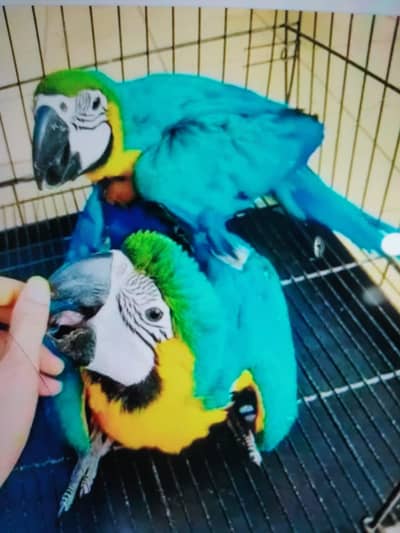blue macaw parrot 5month age connect number 03257593180