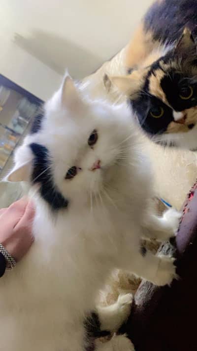 male available for stud