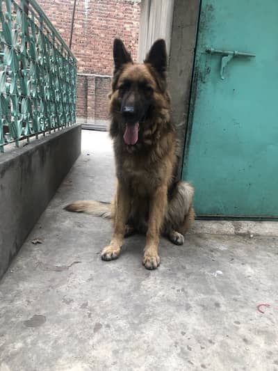 German Sheperd male available for stud long coat for vedios whtsapp