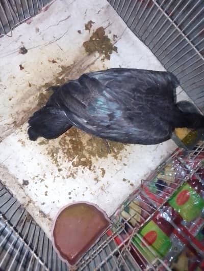 healthy aseel rooster