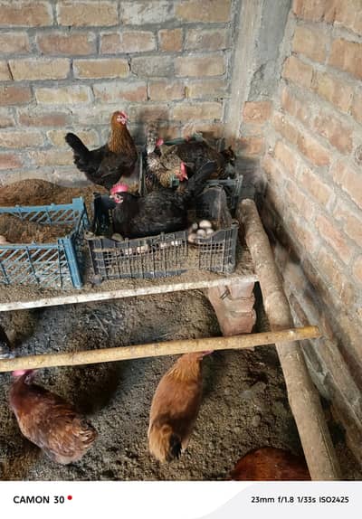 2 sal tak Andy  gi  is nom pai watus up be hai 03365855590