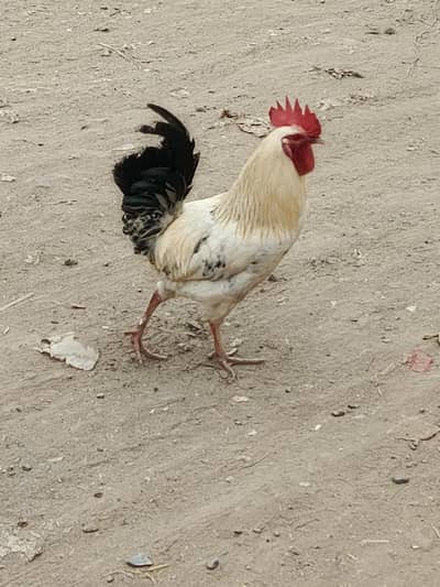 desii murgia for sale