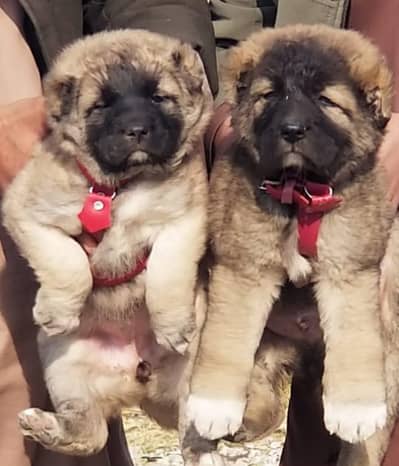 pure afghan kuchi top quality security dog puppies available for sale