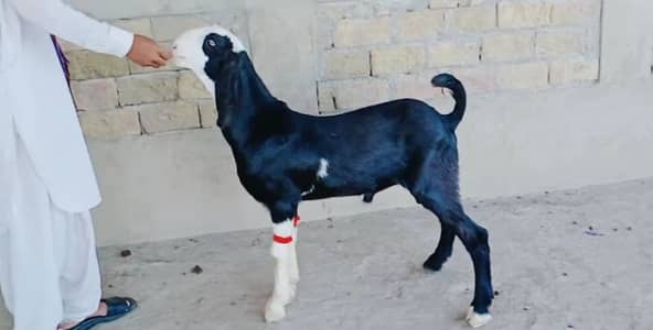 bakra for sale/ +03291198926