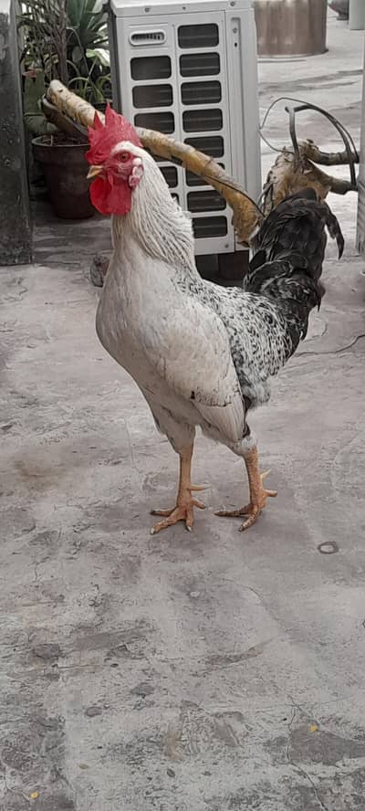 مرغا برائے فروخت