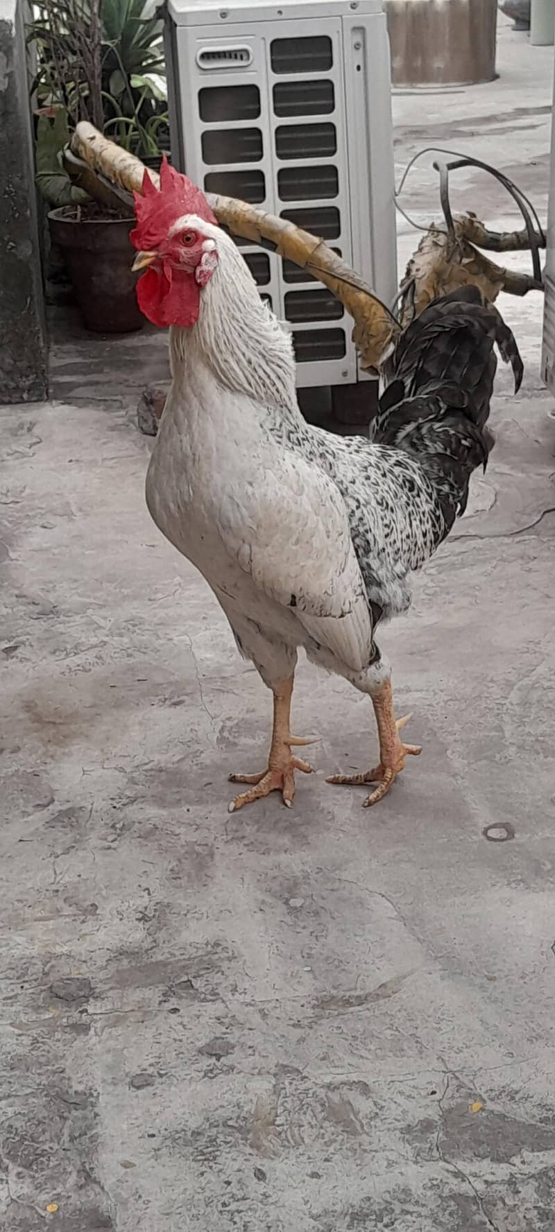 مرغا برائے فروخت 0