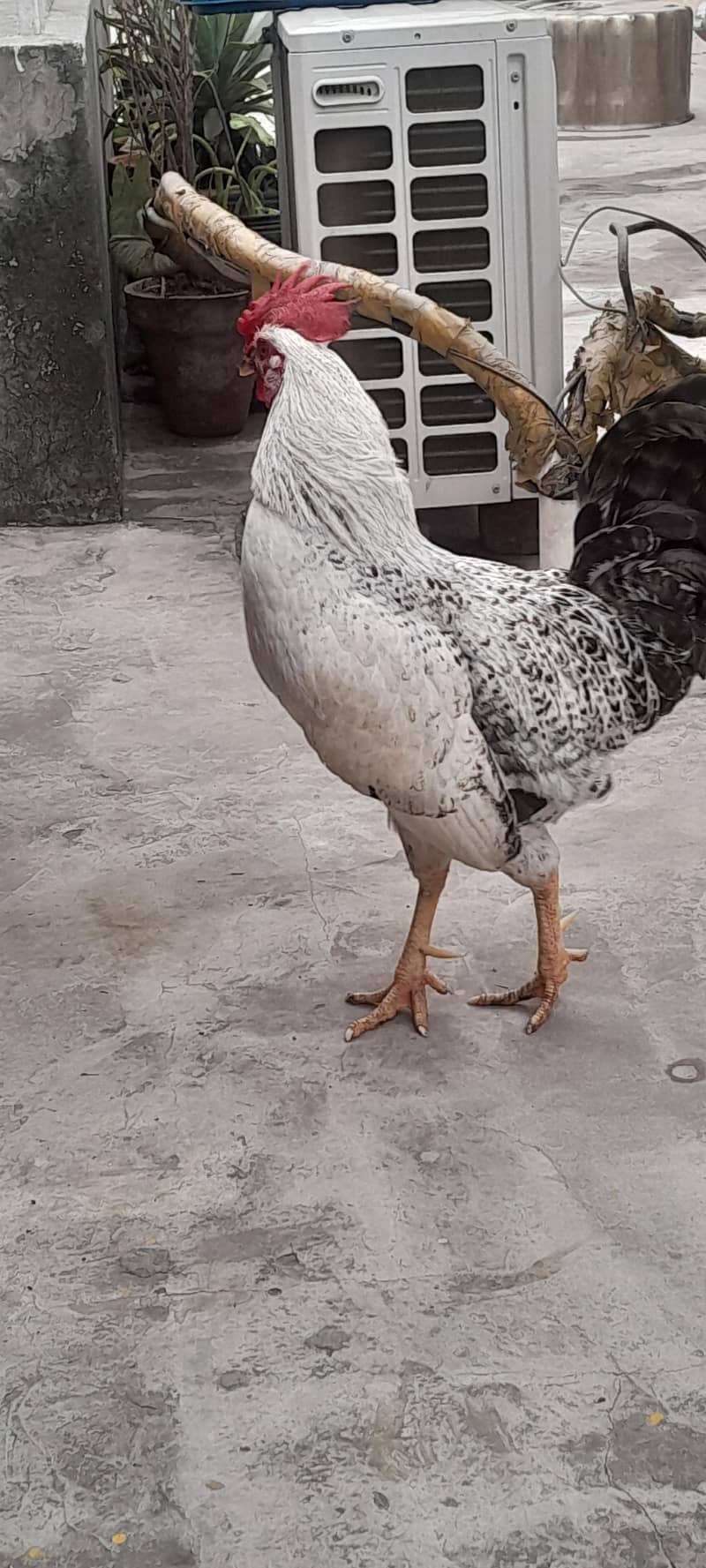 مرغا برائے فروخت 1