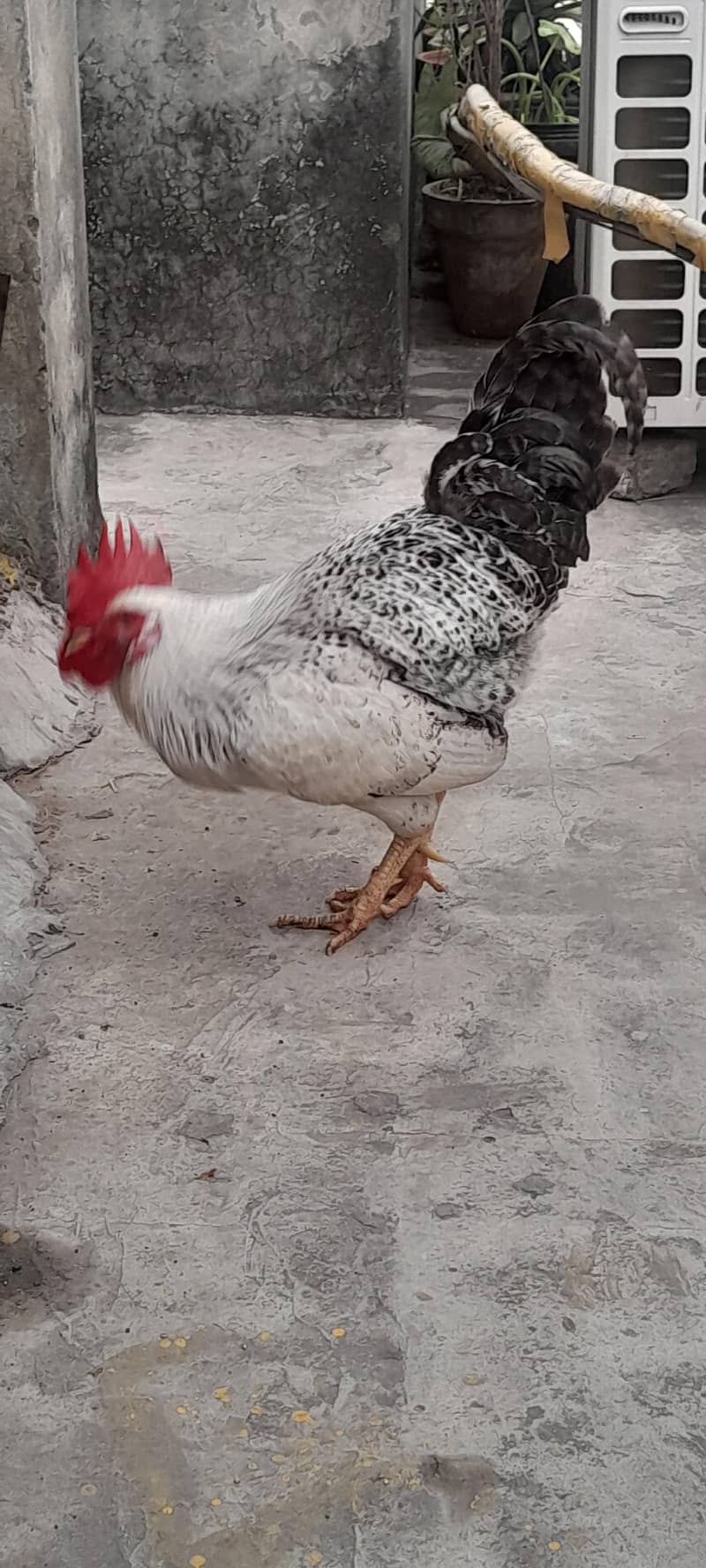 مرغا برائے فروخت 2