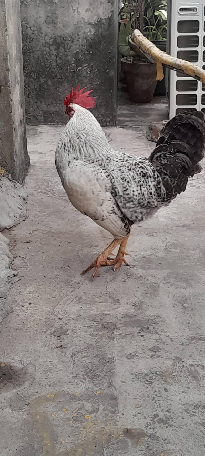 مرغا برائے فروخت 3