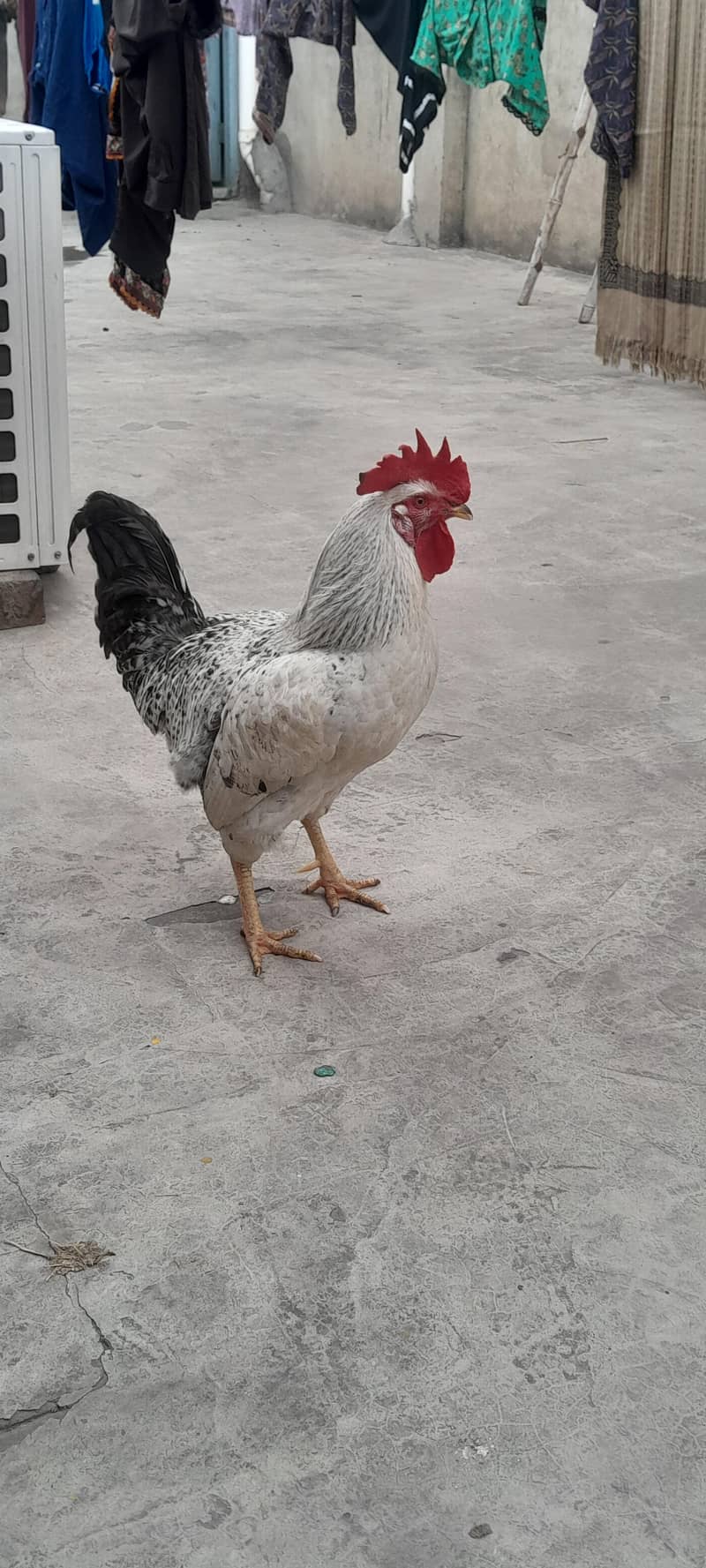 مرغا برائے فروخت 4