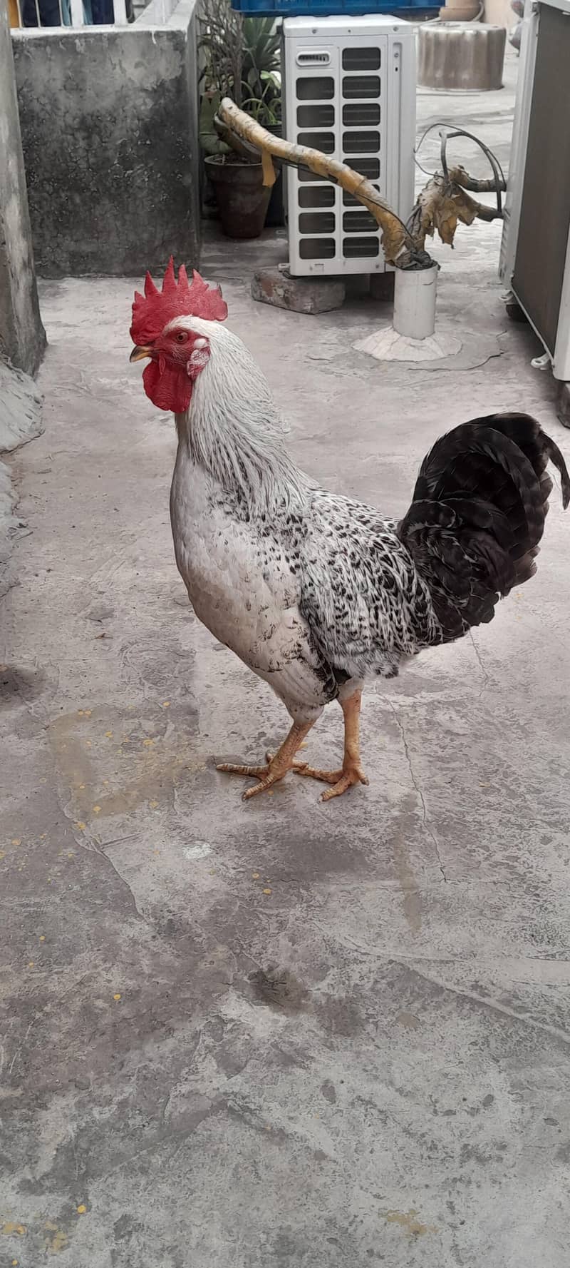 مرغا برائے فروخت 5