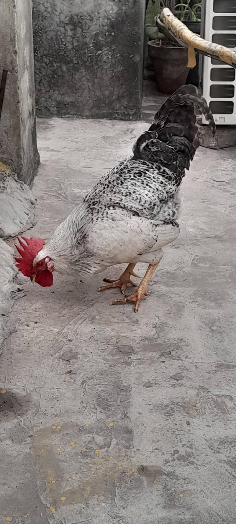 مرغا برائے فروخت 6