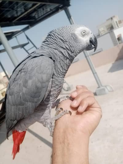 gray tamed talkative 03156376925