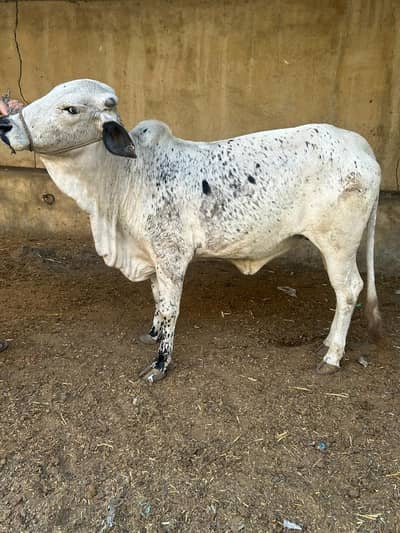 Cholistani bachri for qurbani 2026. installment bhi available.