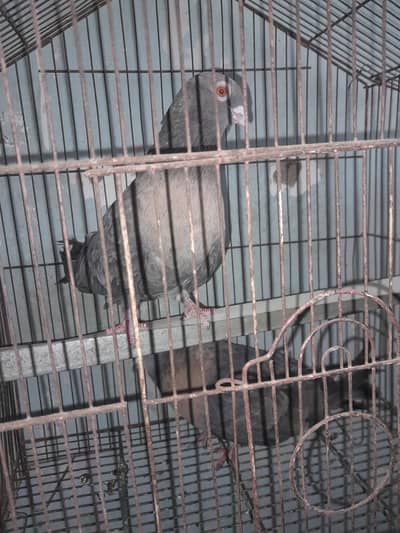 long tall big size pair