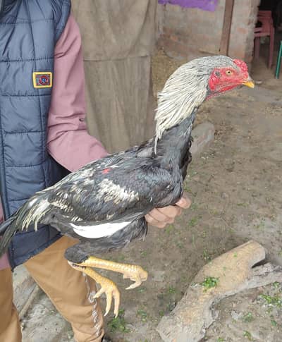 aseel thai burmi cross