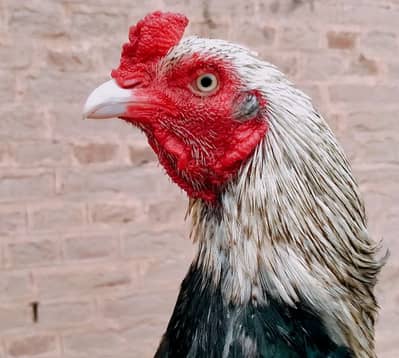 Mianwali mirathi Aseel