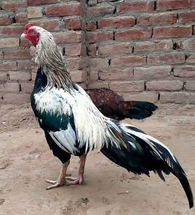 Mianwali mirathi Aseel