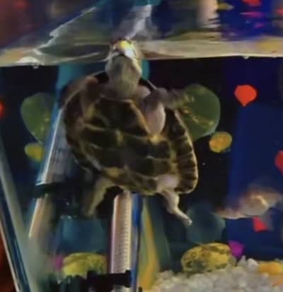 Turtles For sale in bahria town ph 8 rwp