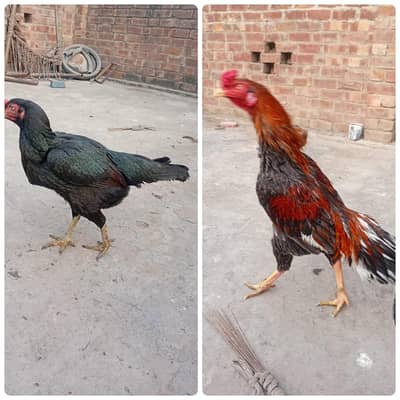 Pior java aseel miya wali pair male and female