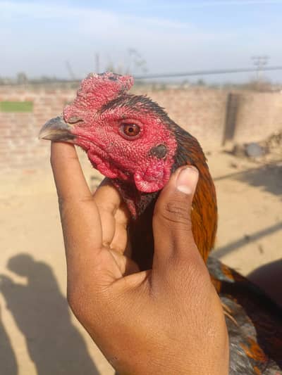 breeder Thai for sale