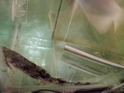 monster fish for sale