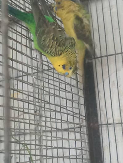 Black wing hogomo Male & Black wing pair with egg