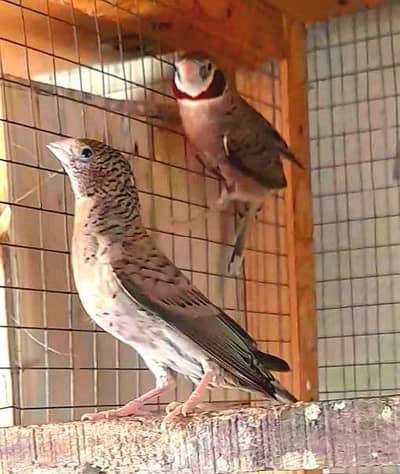 Cutthroat Breeder Pair urgent sale cargo all Pakistan 3222088869