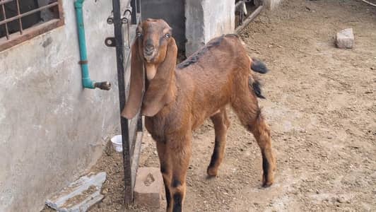 bakri / Beetal Goat /Pregnant Goat /Bakri / Bakry /gaban bakri | goat