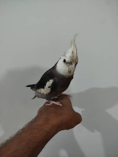 Grey Male Cockatiel 100% Hand tamed