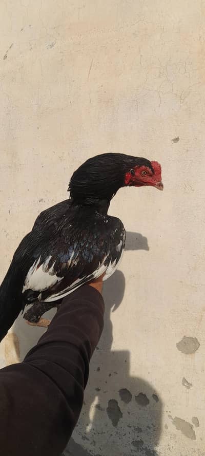 aseeel patha for sale