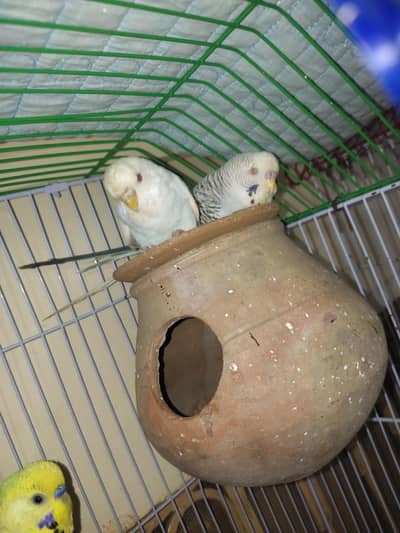 red eye Australian pair and tcb pair for sale