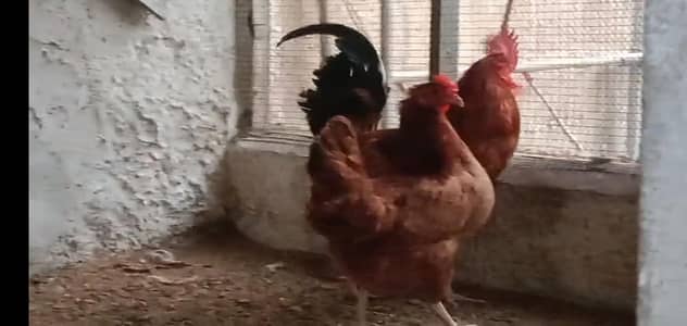 Hen murgha murgi hen