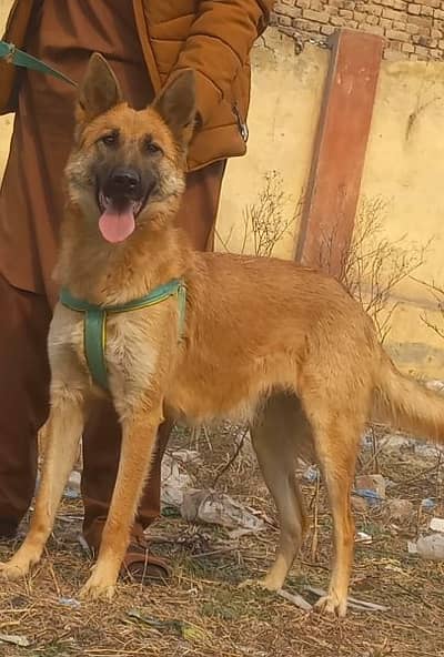 pure bagyari female best security guard dog healthy and active