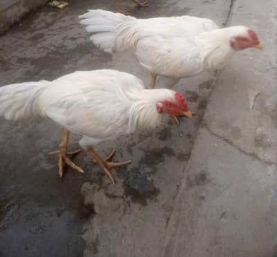heera aseel best quality egg laying female