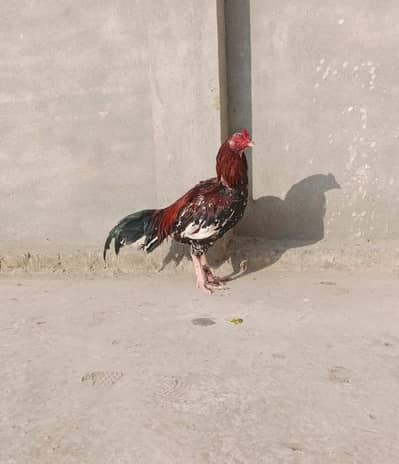 اصیل کمال قسم