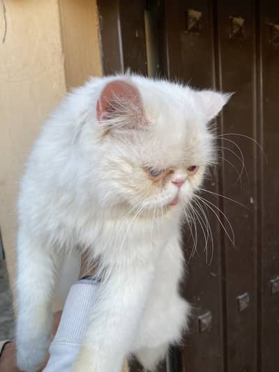 Triple coated Persian cat