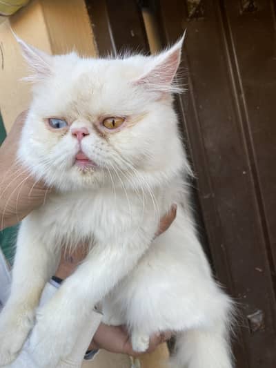 Triple coated Persian cat