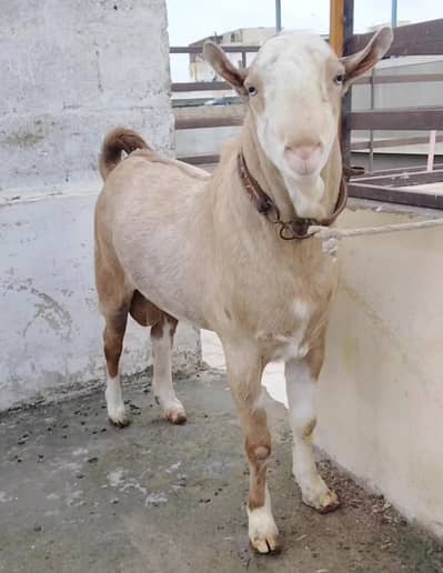 Teddy Breeder For Sale