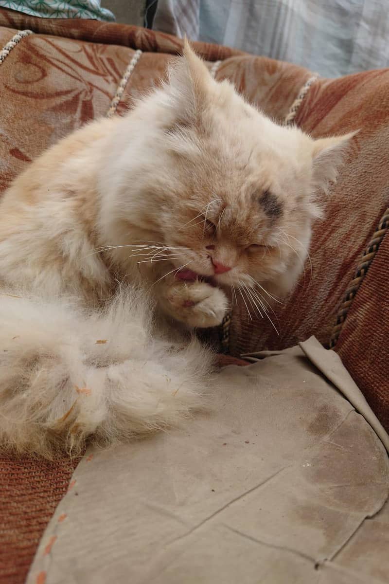 Persian male cat available for sale 7