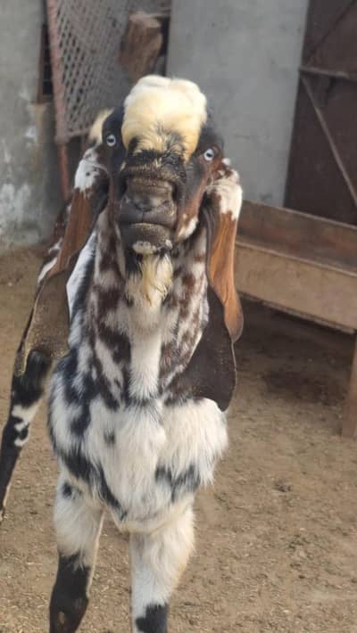 Beetal // Makhi Cheena // Breeder // Bakra // Goat // Beetal Nagra