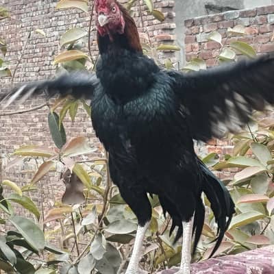 Beautiful Fully Heighted Aseel