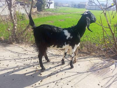 female path  3month  gbhn