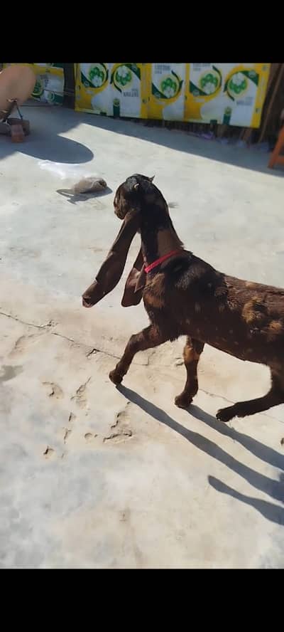 pure kamoori nasal Ka breeder available age 3 month