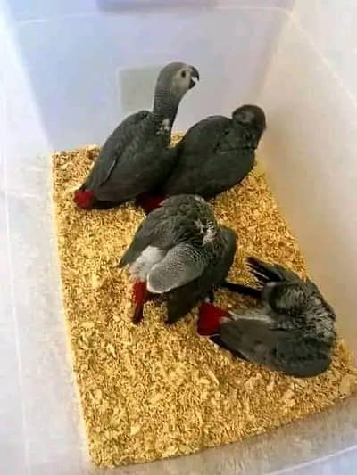 African grey cango chicks healthy active (03326552679)