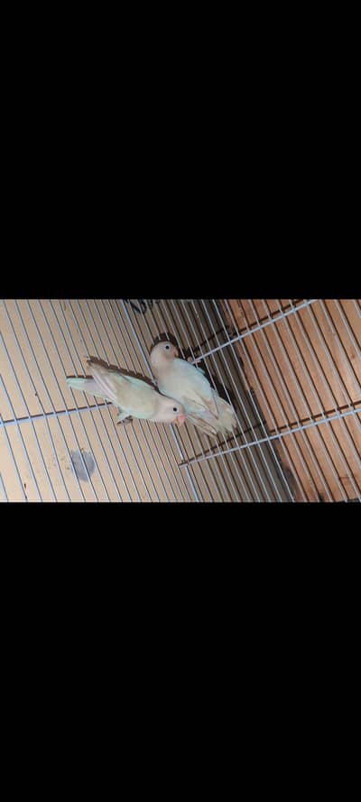 Albino Breeder and Opline breeder pair for sale
