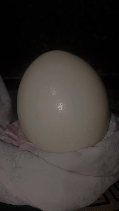 FRESH OSTRICH EGG