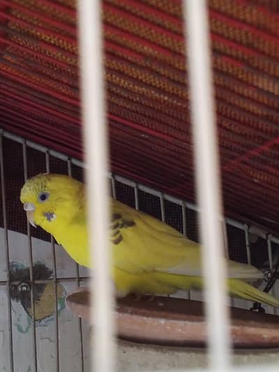 Australian paroot  pair  for sell