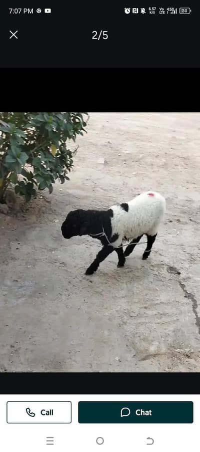 khara dumba 2.5 month age